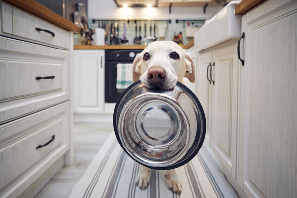 Spezial-Diät: Hundefutter für Magen-Darm