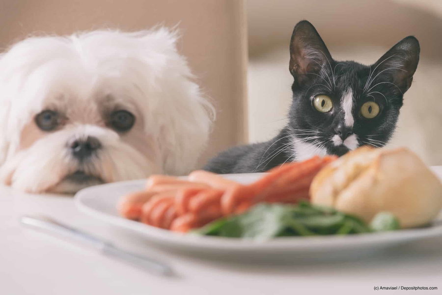 Vegetarisches Hundefutter – sinnvoll oder nicht artgerecht?