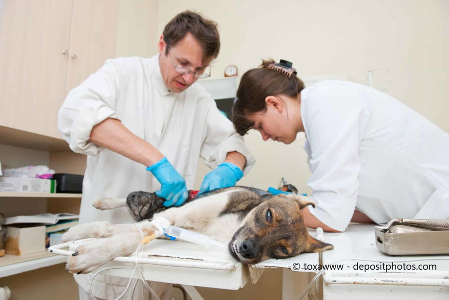 Notfall: Magendrehung beim Hund