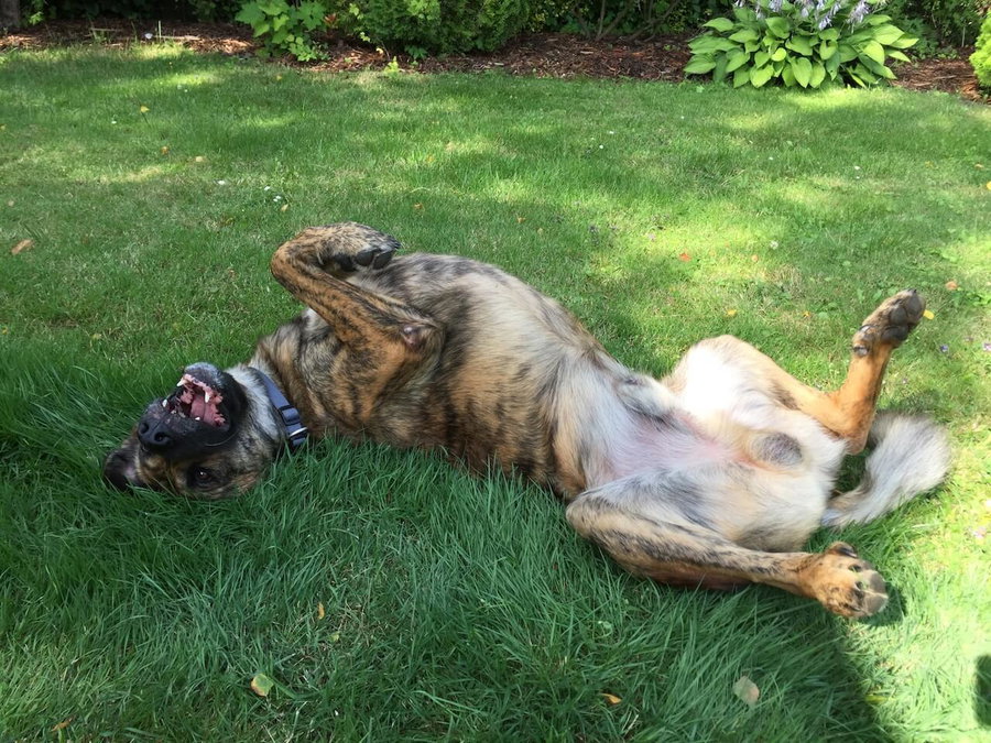 Soll ich meinen Hund kastrieren oder sterilisieren?