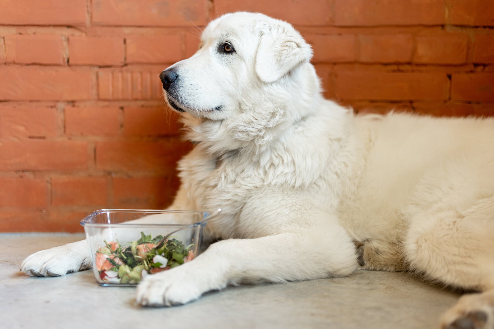 Porträt eines weißen Hundes, der vor einer Wand liegt mit einer Salatschüssel zwischen den Pfoten. Beschriftung lautet: Damit Du und Dein Hund zufrieden sind, lass Dich vom Tierarzt oder einem Ernährungsexperten beraten.