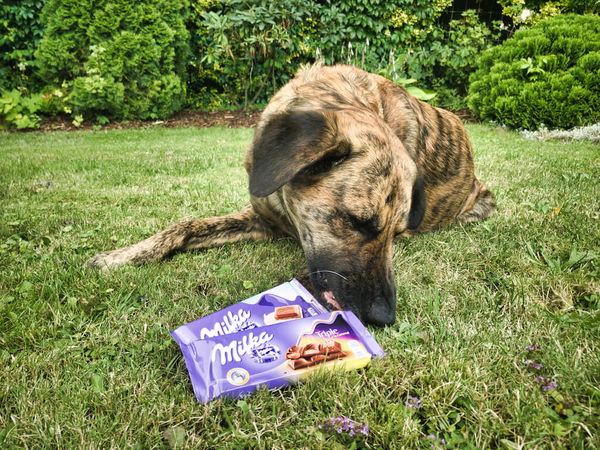 Giftige Lebensmittel für Hunde