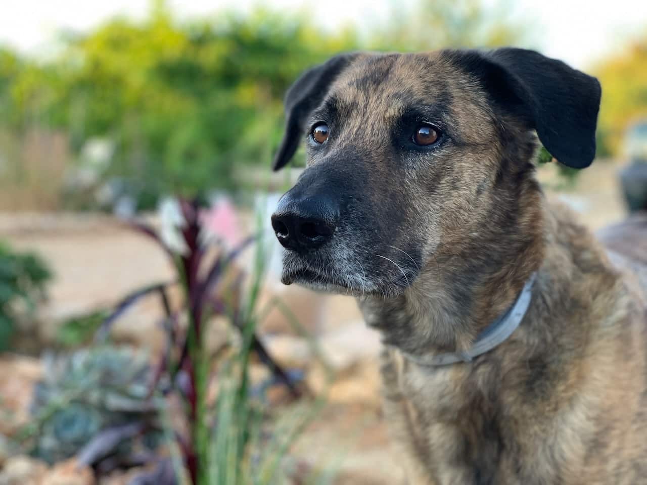 So sehr es dich und deinen Hund vielleicht auch schmerzt: für die meisten Hundesenioren ist Joggen nicht geeignet.