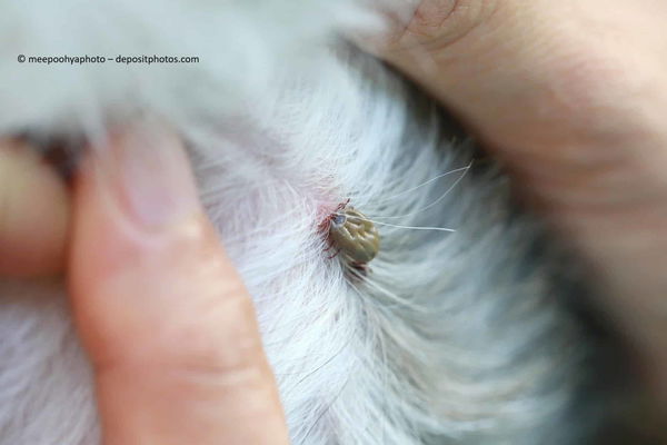Schwarzkümmelöl und dein Hund: Hält es Zecken wirklich fern?