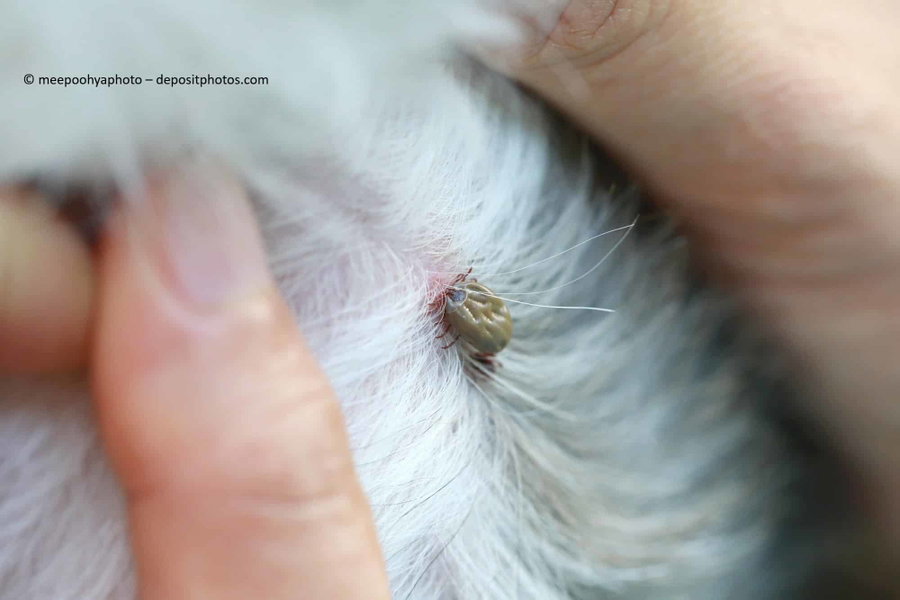 Zeckenmittel für Hunde: verschiedene Möglichkeiten & ihre Wirkung