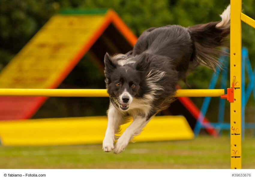Sportliche Hunde benötigen viel Wasser