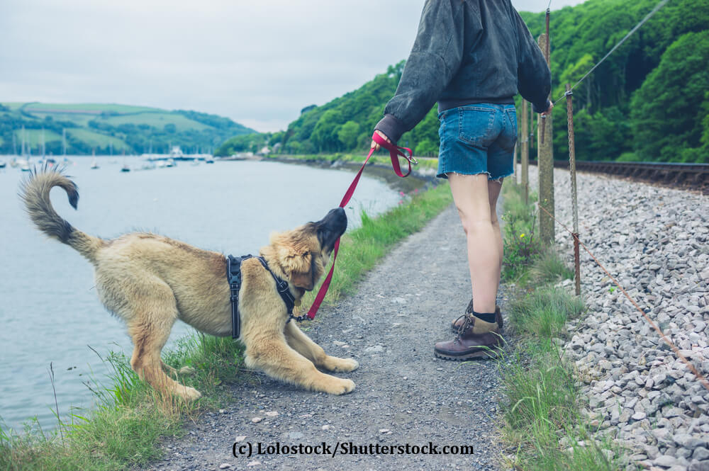Ein Hund beißt in seine Leine und zieht rückwärts