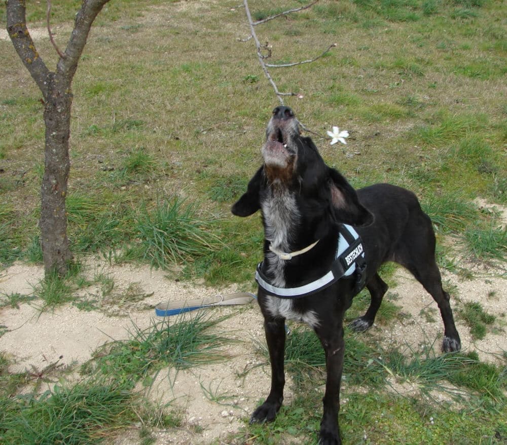 Jagdhundmischling reckt bellend den Kopf nach oben