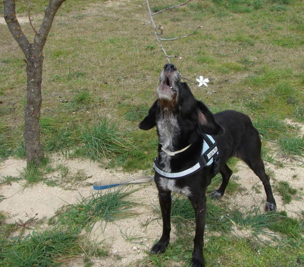 Quietsch, Wauwau und Wuff - das bedeuten die Laute deines Hundes