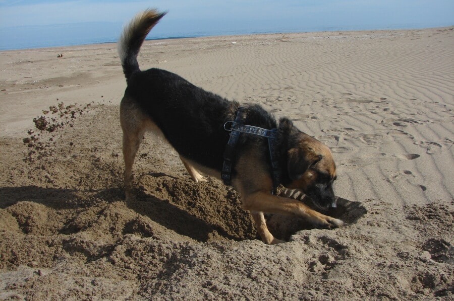 Schwarz-brauner Mischlingshund buddelt im Sand