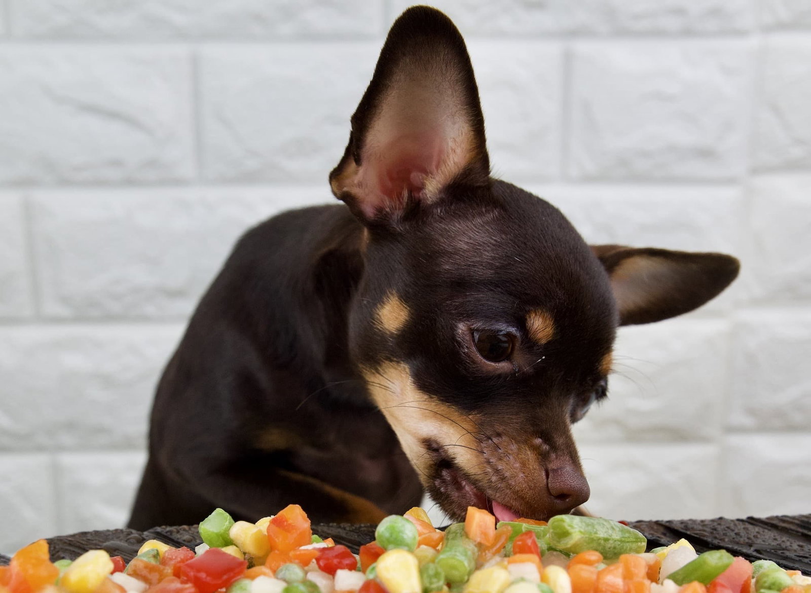 Dunkler kleiner Hund frisst Gemüse. Beschriftung lautet: Das hypoallergene Hundefutter muss nicht nur Dir gefallen, sondern auch Deinem Hund schmecken.