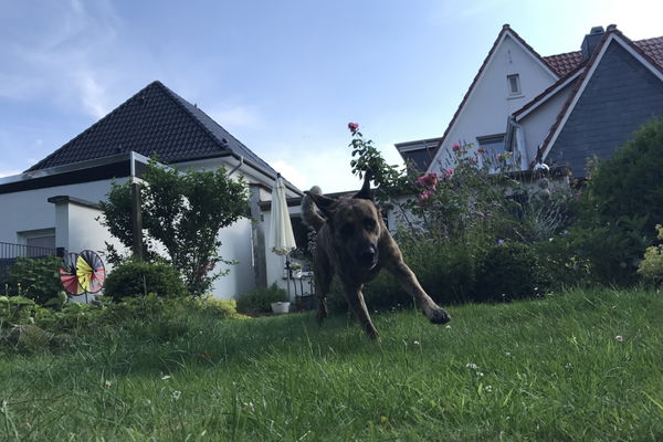 Wie sieht ein tierfreundlicher Garten aus?