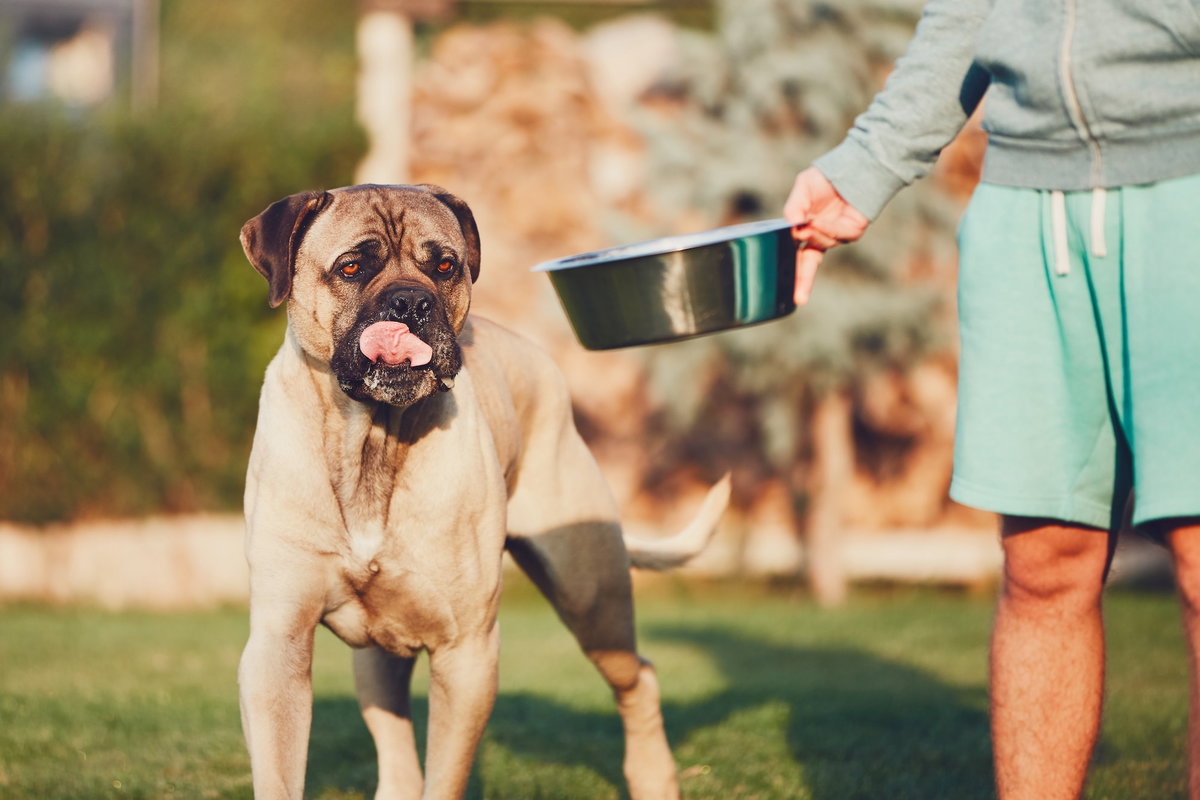 Was du deinem Hund fĂŒtterst, bestimmt auch sein Geschmack.