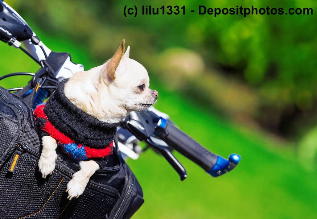 Fahrradkörbchen mit Hund