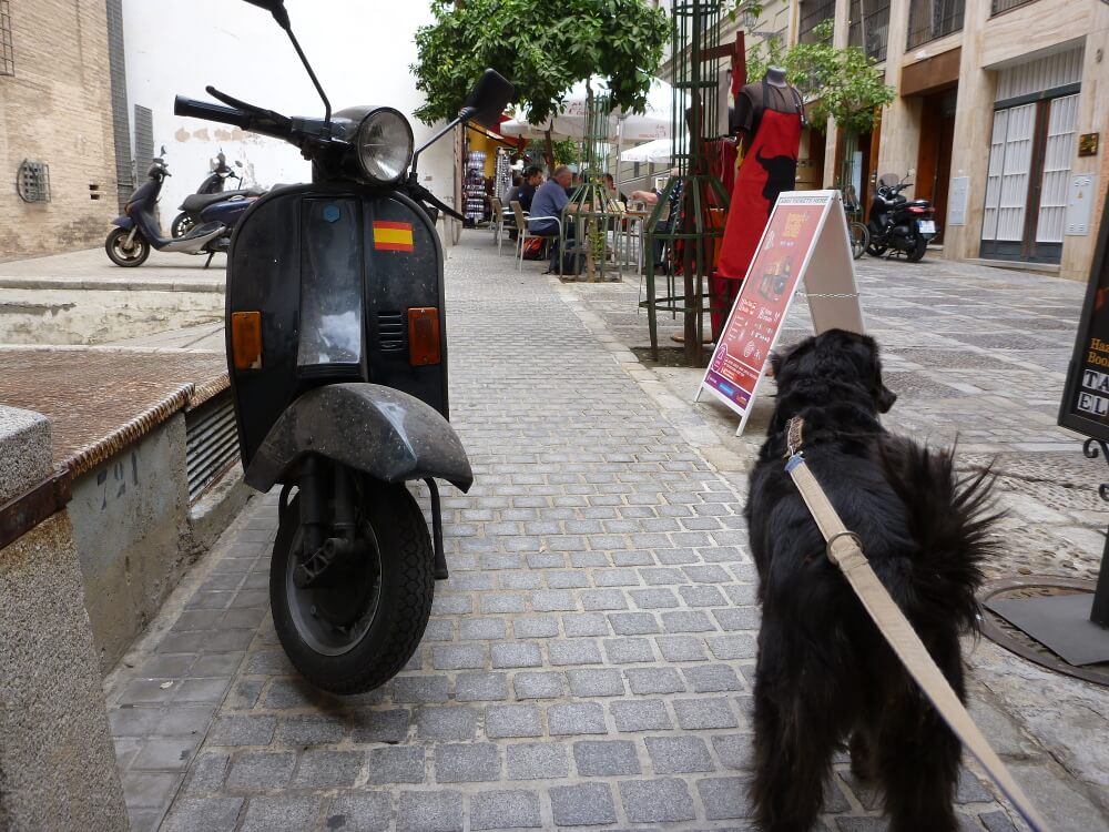 Schwarzer Hund an Leine von hinten in einer Stadt