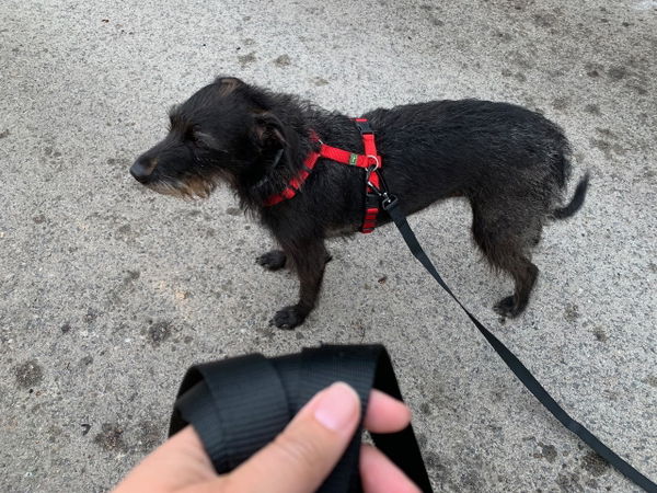 Die Schleppleine mit Handschlaufe von Hund ist König im Test