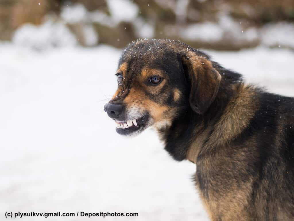 Ein Hund von der Seite fotografiert steht im Schnee, fletscht die ZĂ€hne und knurrt