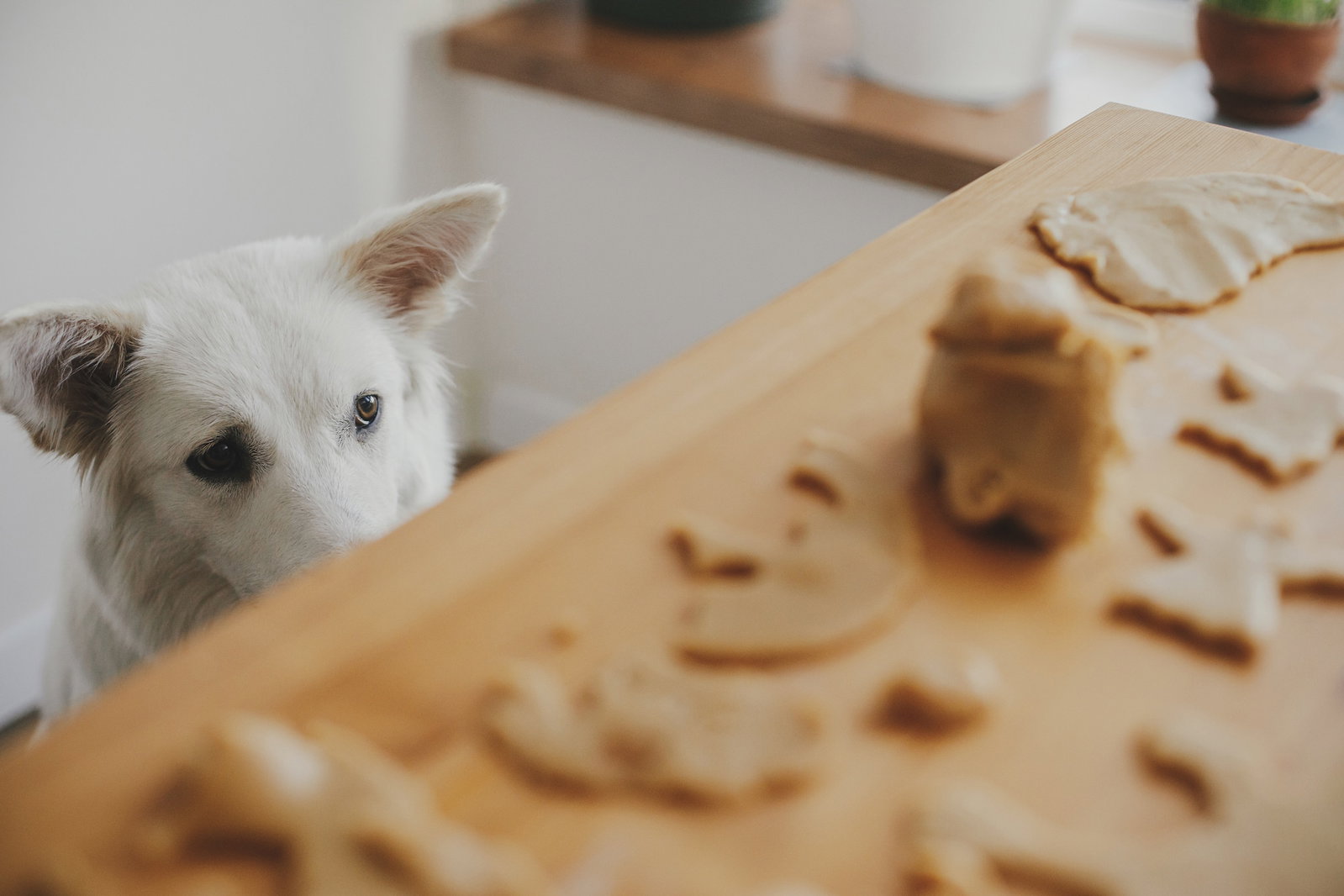 Hund schaut auf Tisch mit Keksteig. Beschriftung lautet: Manche Lebensmittel die dein Hund aus der Küche stibitzt, können ihm Magen-Darm-Probleme bereiten.