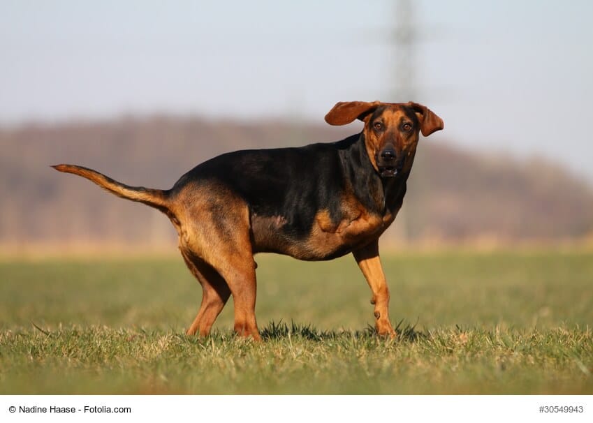 Hund mit nur drei Beinen