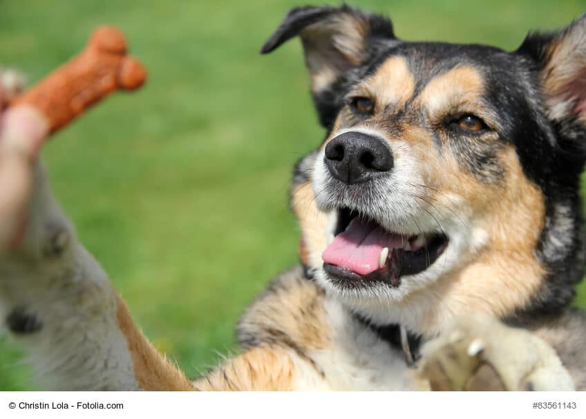 Schäferhund wartet auf seinen Hundekeks