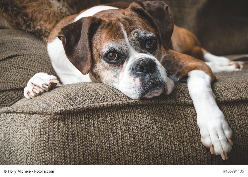 Boxer liegt gemütlich auf dem Sofa. Beschriftung lautet: Es ist nicht schwer, Deinen Hundesenior altersgerecht zu ernähren und ihm so einen angenehmen Lebensabend zu ermöglichen.