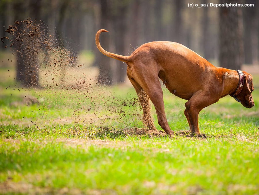 Wusstest du's? Darum scharrt dein Hund