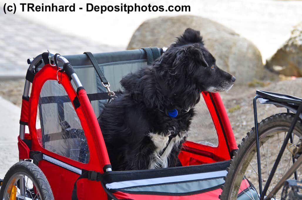 Hund schaut aus seinem Fahrradanhänger