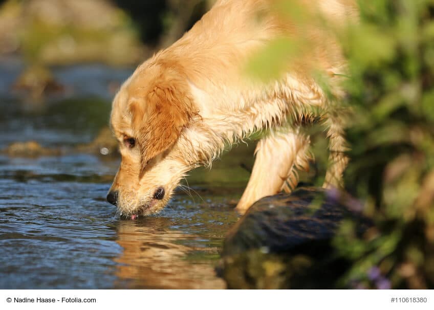 Mein Hund trinkt viel – mögliche Ursachen