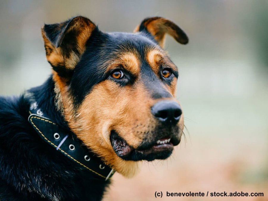 Was bedeutet es, wenn mein Hund wufft?