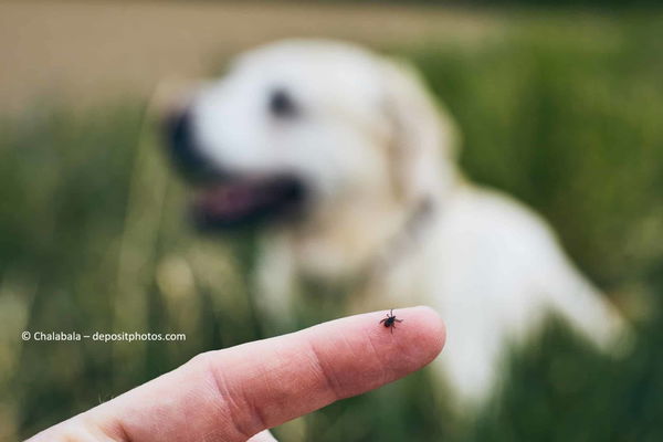 Welche Krankheiten übertragen Zecken beim Hund?