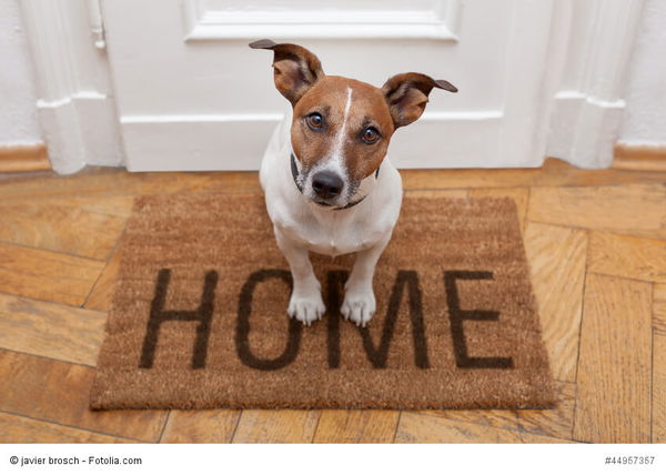 Ist dein Zuhause bereit für einen Hund? Wichtige Überlegungen vor der Adoption