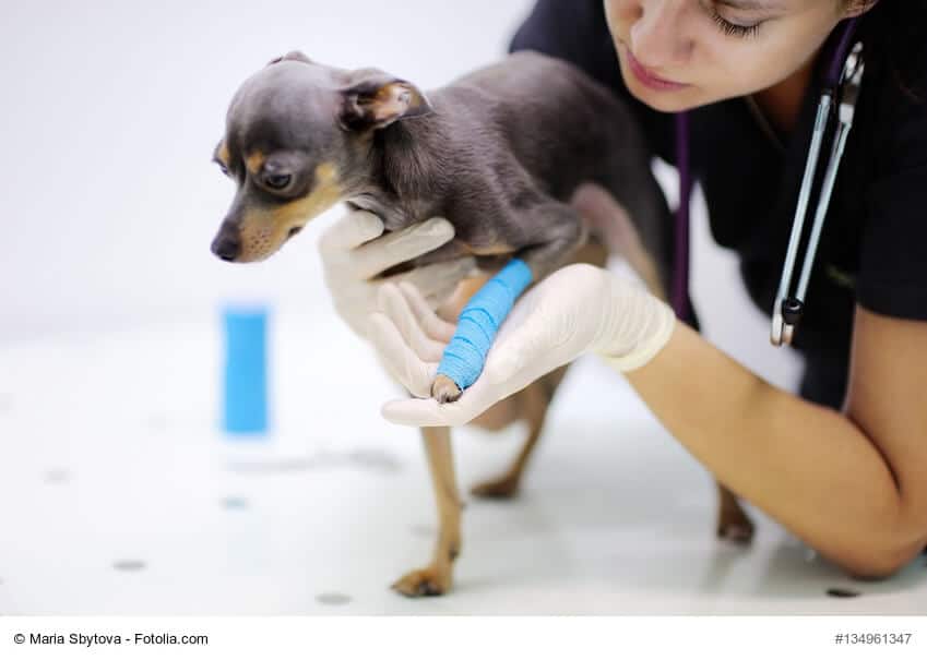 Kleiner Pinscher mit blauem Verband am linken Vorderbein während der Untersuchung beim Tierarzt