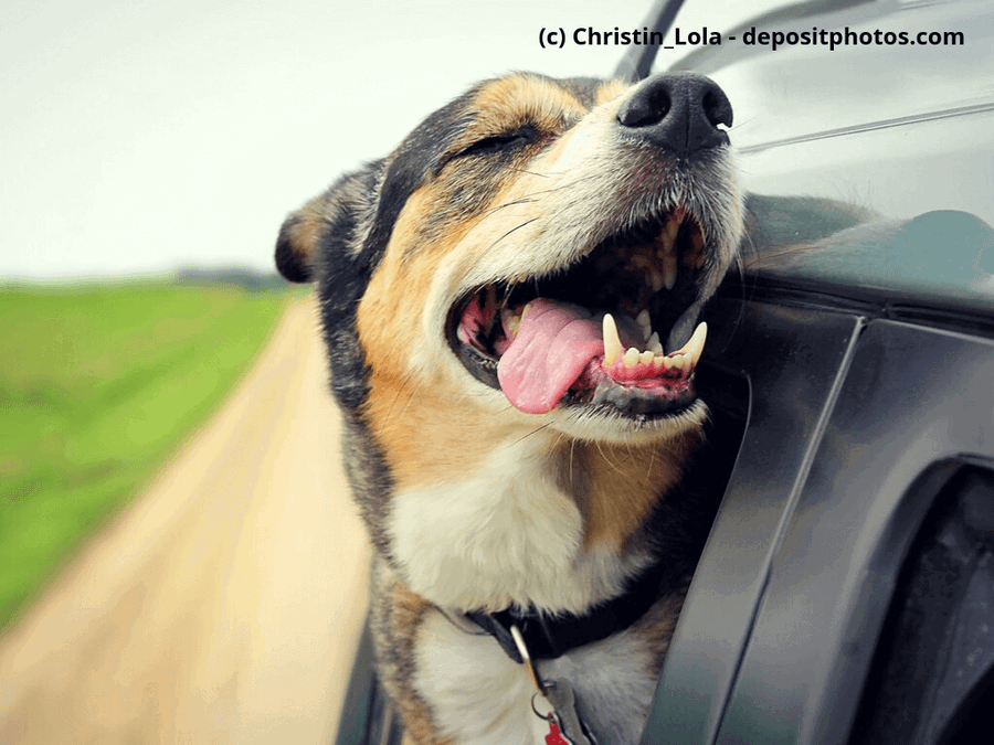 Warum halten Hunde beim Autofahren gerne ihren Kopf aus dem Fenster?