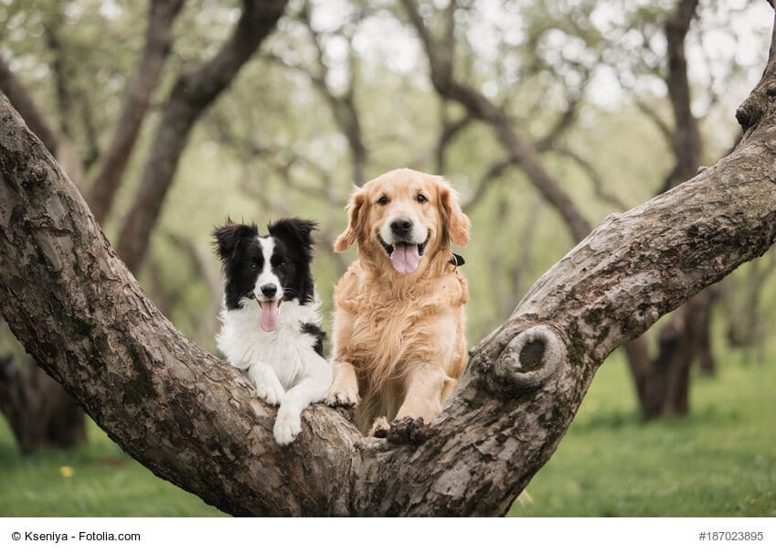 Hunde Freunde zusammen