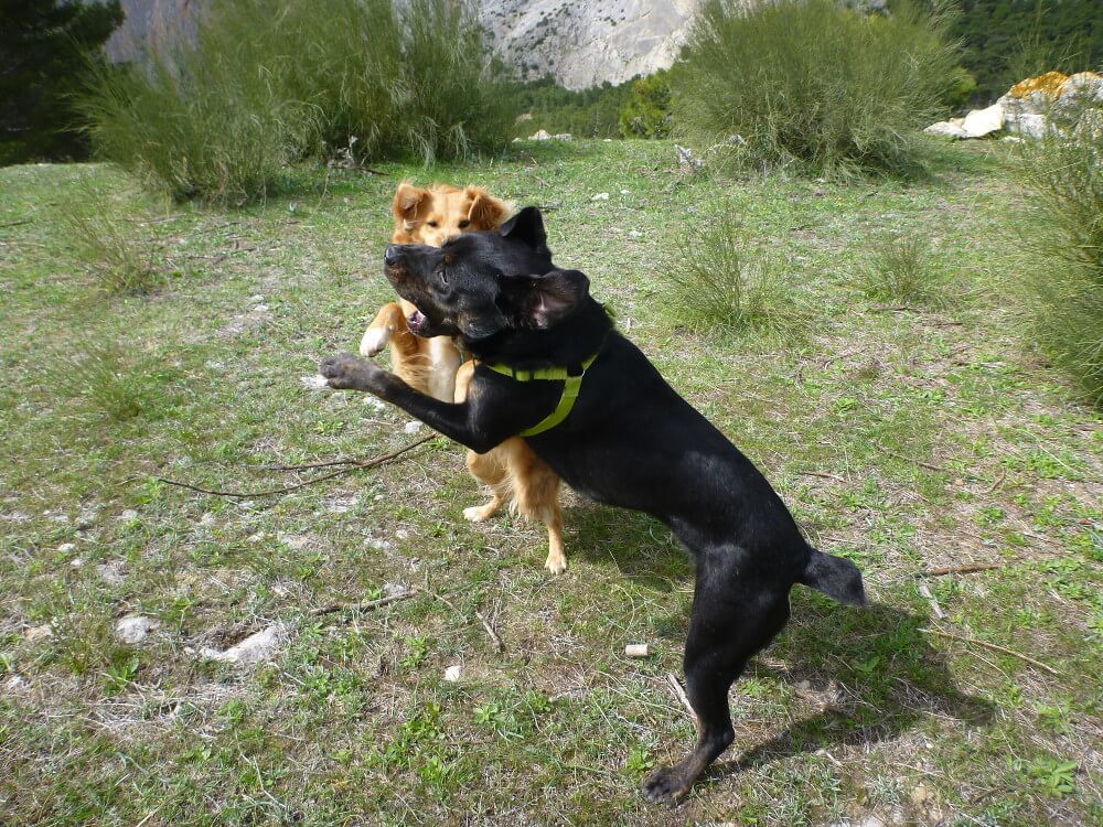 Hellbrauner und dunkelbrauner Mischlingshund beim Spielen