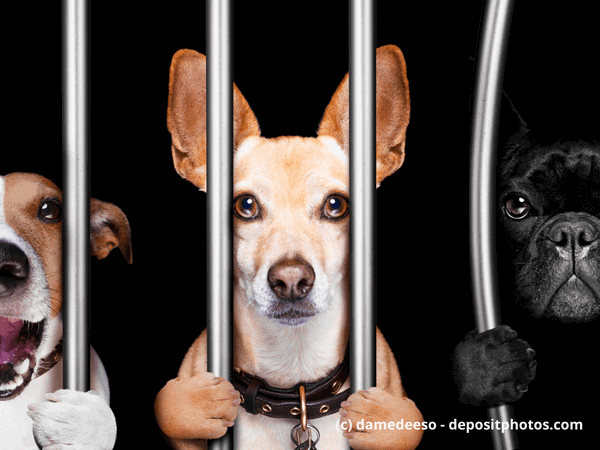 Häftlinge und Hunde hinter Gittern