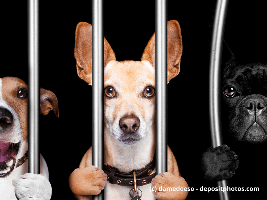 Häftlinge und Hunde hinter Gittern