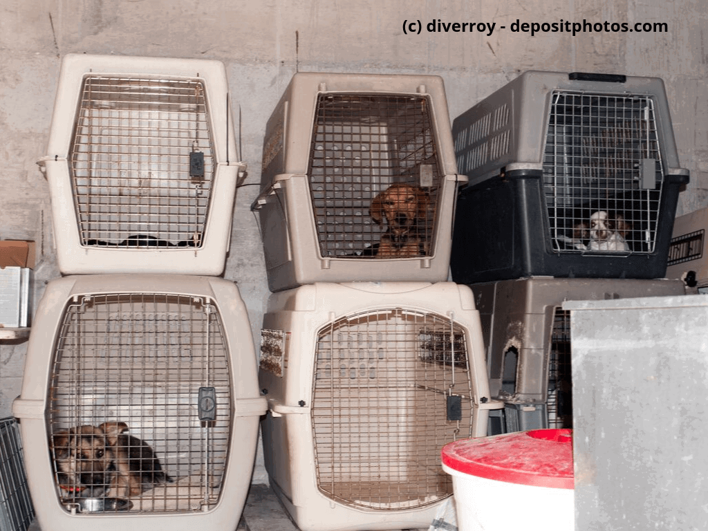 Hunde in Käfigen