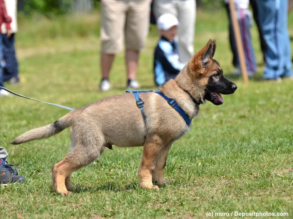 Angeleinter Schäferhundwelpe vor Menschengruppe auf Wiese beim Hundetraining.
