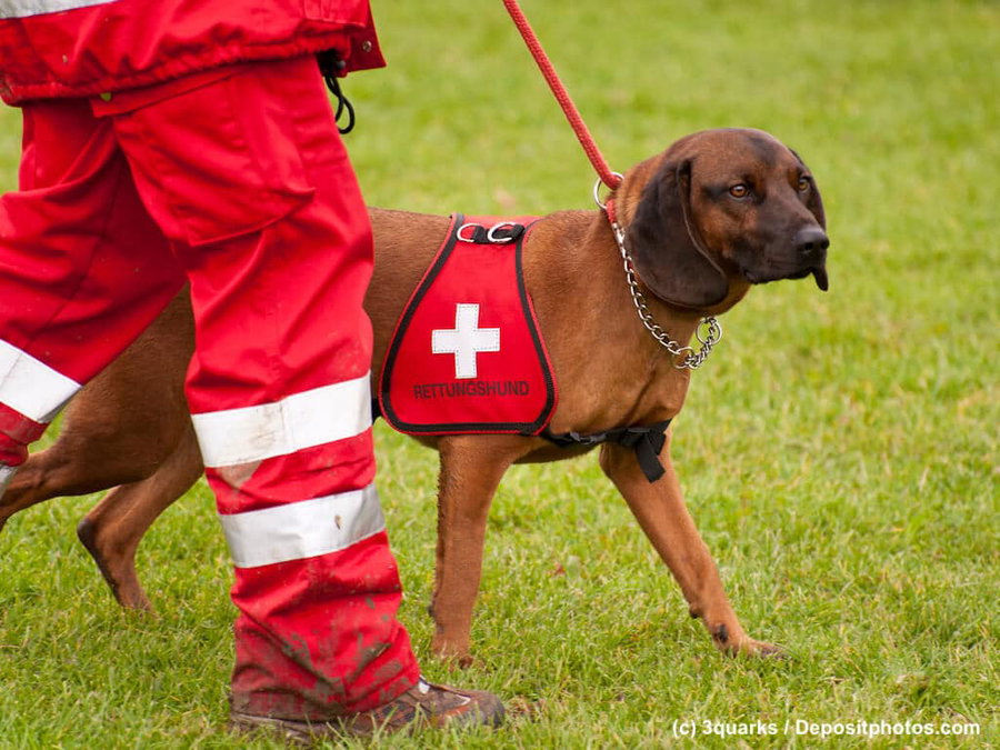 Hunde mit Aufgaben - der Übersichtsartikel