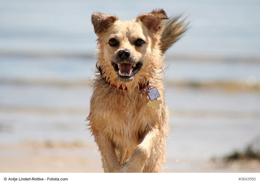 Hundesteuer – Was du wissen musst