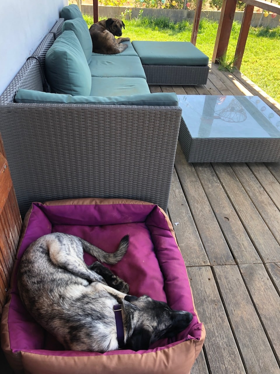 Manchmal bevorzugt dein Hund sicherlich doch lieber deine Couch als sein weiches Hundebett als Liegeplatz.