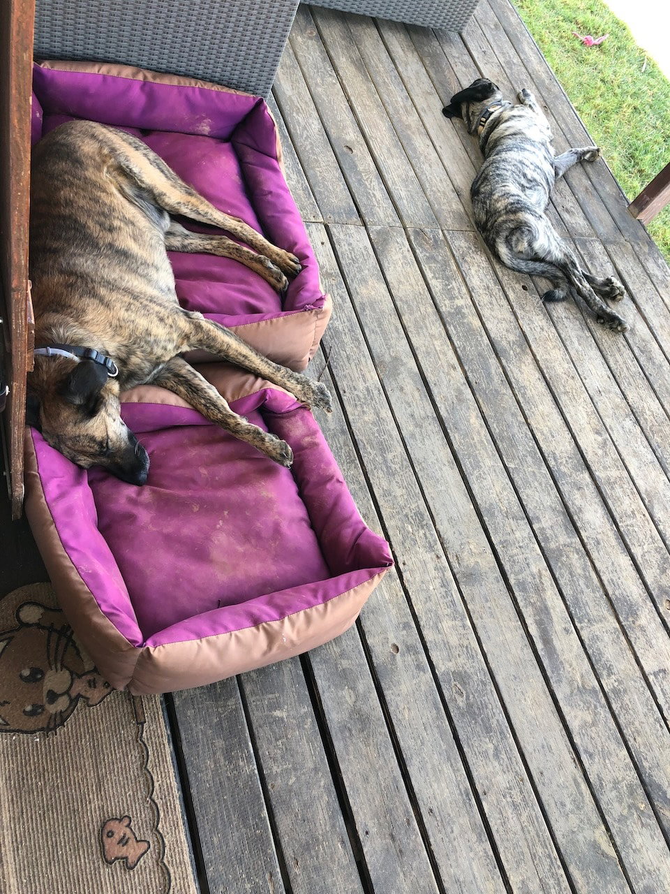 Nicht immer nutzen unsere Hunde die von uns angebotenen Schlafmöglichkeiten so, wie es von uns gedacht war...
