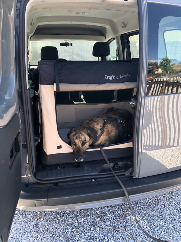 Kaufratgeber: Die beste Hundebox fürs Auto