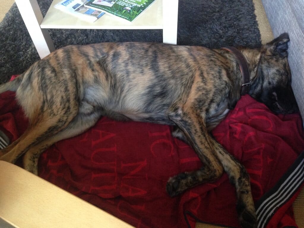 Ein Hund liegt entspannt auf der Seite auf einem Handtusch auf einem Teppich