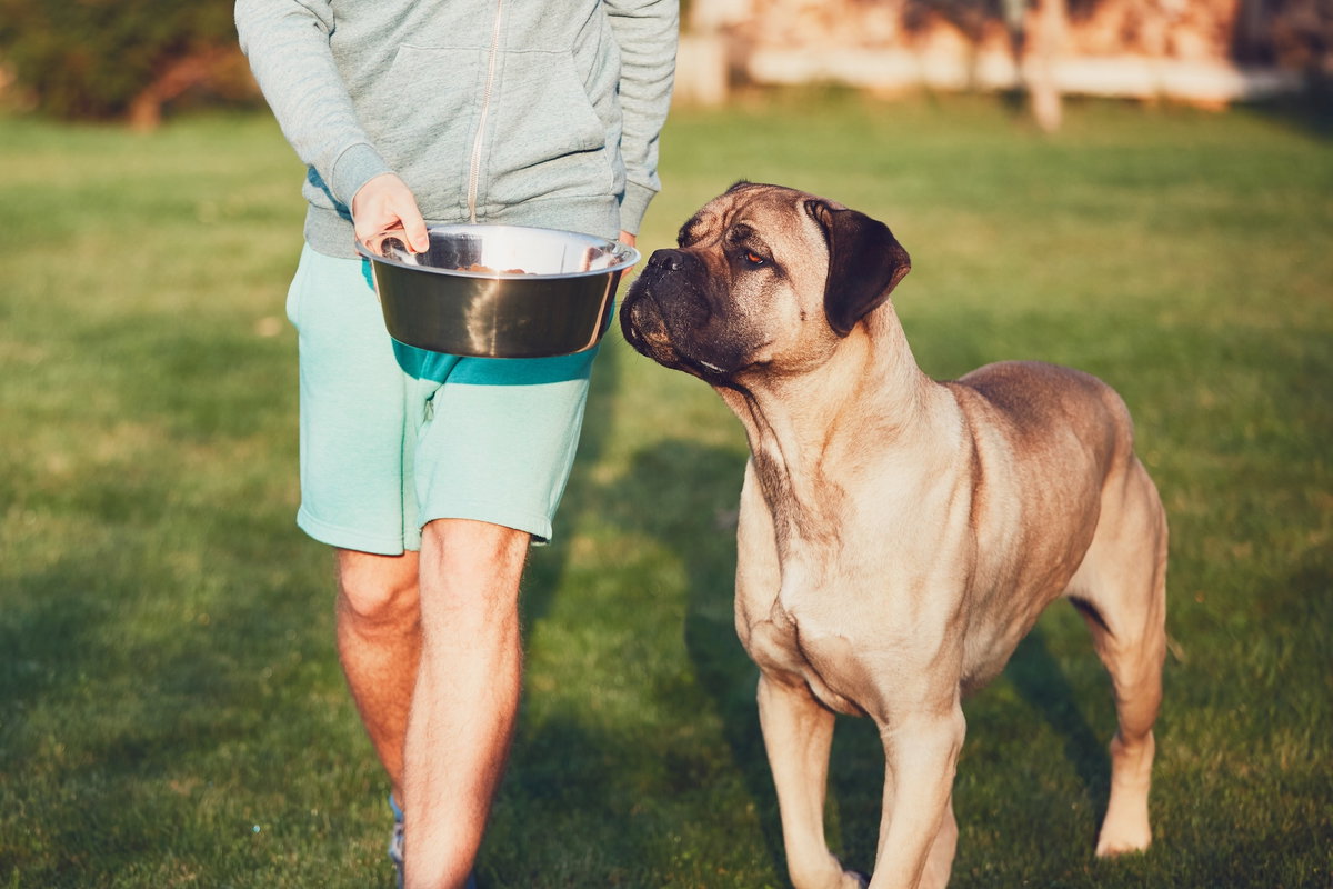 Mann in Shorts mit abgeschnittenem Oberkörper hält eine Futterschüssel in der Hand neben ihm steht ein Carne Corso.