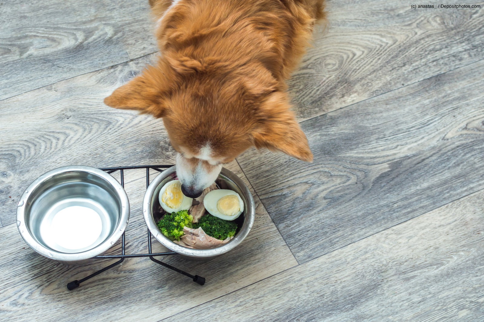 Ein Hund frisst Eier und Gemüse aus einem Futternapf