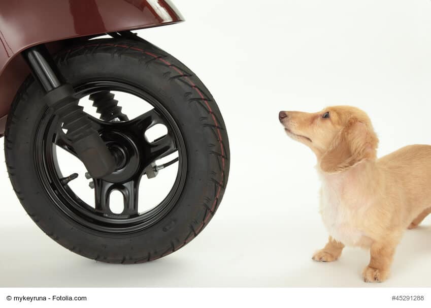 Der vordere Teil eines Rollers mit Reifen vor weißem Hintergrund und davor steht ein kleiner Hund und schaut erschrocken