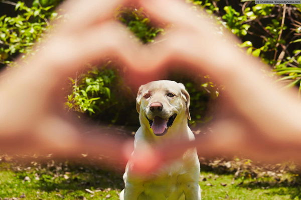 Ist ein Hund der richtige Begleiter für dich? Finde heraus, ob ein Hund in dein Leben passt!