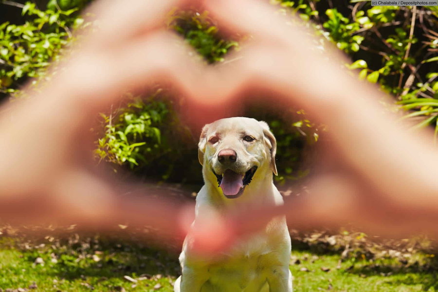 Auch bei Hunden läuft die Sanduhr des Lebens irgendwann ab, aber wie alt wird eigentlich ein Hund?